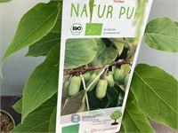 5 kiwi mix