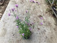 50 winterharde verbena