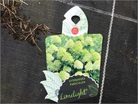 10 hydrangea lime light