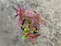 20 leucothoe