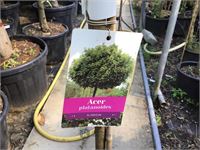 1 acerstam globossum