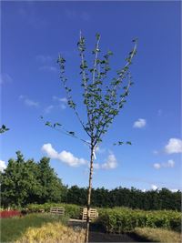 2 prunus kanzan