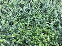 50 lonicera