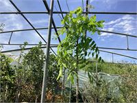 3 wisteria