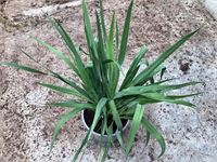 5 yucca