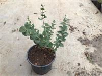 20 eucalyptus