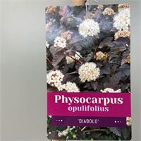 1 physocarpus diabolo