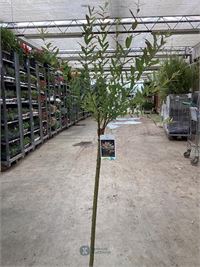 10 salixstam