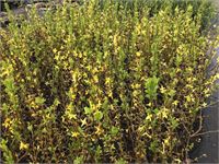 10 forsythia