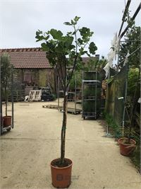 1 vijgenboom