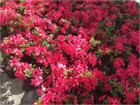 10 azalea