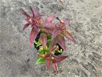 10 leucothoe