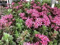 40 sedum