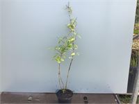 20 deutzia gracillis