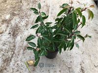 10 prunus lucitanica 60-80