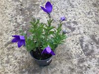 80 platycodon blauw