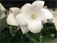 40 platycodon wit