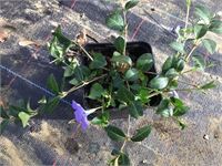 120 vinca blauw