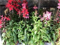 80 lobelia