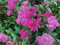 5 spirea