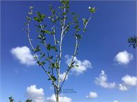 5 platanus hispanica