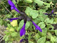10 blauwe salvia