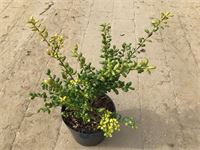 10 ilex