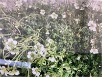 50 witte saxifraga