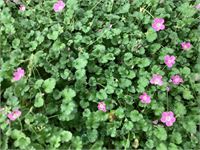 50 erodium