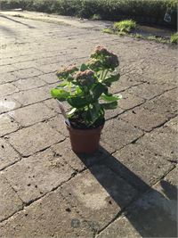 40 sedum herbstfreude