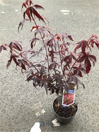 10 acers