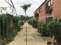 2 ginko biloba