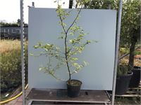 20 carpinus 180-200
