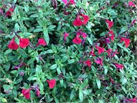 40 salvia rood
