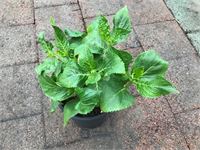 10 hortensia roos