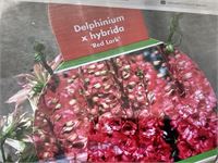 20 rode delphinium