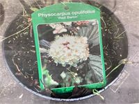 30 physocarpus