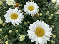 40 witte, winterharde margrieten