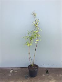 10 deutzia gracillis