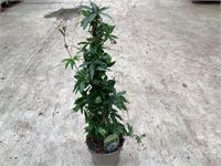 10 passiflora