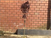 1 acer crimson op stam