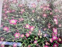 50 rode saxifraga