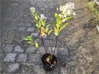 10 hydrangea pinky winky