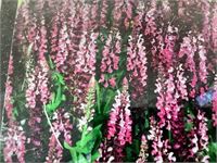 80 angelonia