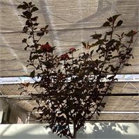 1 physocarpus diabolo