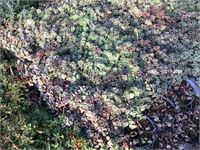 40 sedum mix