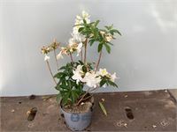 5 azalea mollis