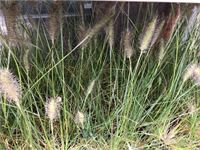 20 pennesetum little bunny
