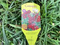 40 coreopsis