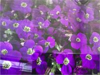 60 aubretia